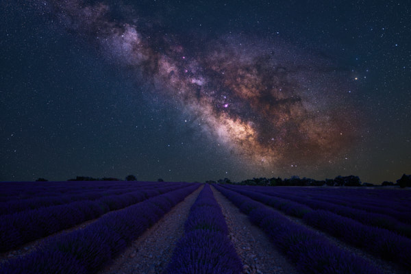 Lavendelfeld bei Valensole, Provence (F)