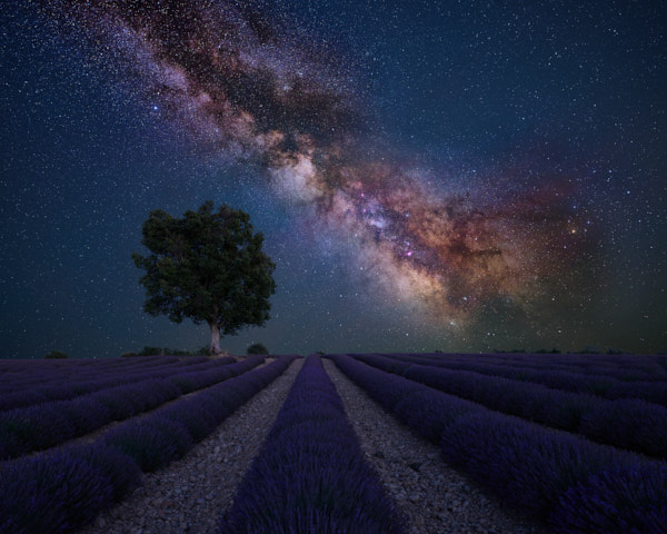 Lavendelfeld bei Valensole, Provence (F)